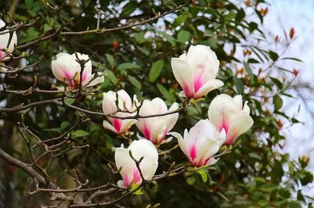 玉兰，绽放在早春时节，太美了！