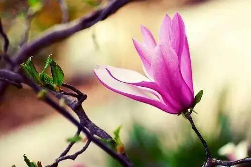 玉兰，绽放在早春时节，太美了！