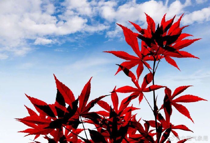 这么神仙的撞色!太美了 这么神仙的撞色!太美了