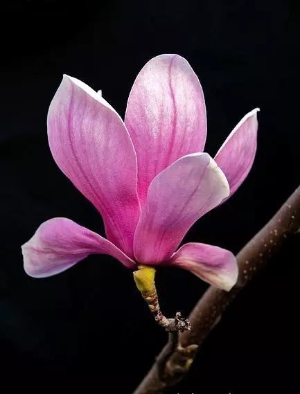 玉兰，绽放在早春时节，太美了！