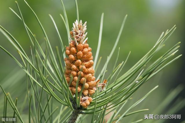 松树上很值钱的3样东西，农民不知道，每年都烂在山里