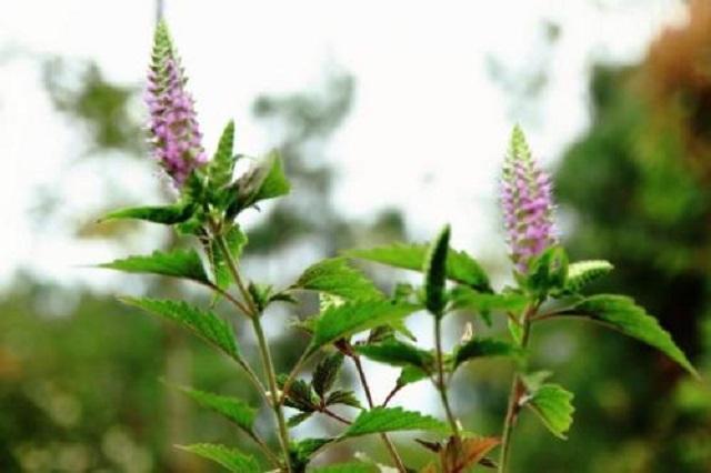 此草乡下很常见,农民常用它喂猪养鸭,但其实它是名贵中草药 此草乡下很常见,农民常用它喂猪养鸭,但其实它是名贵中草药