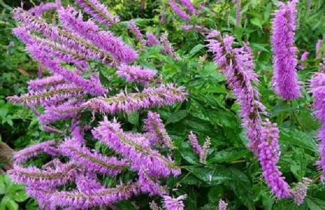 此草乡下很常见,农民常用它喂猪养鸭,但其实它是名贵中草药 此草乡下很常见,农民常用它喂猪养鸭,但其实它是名贵中草药