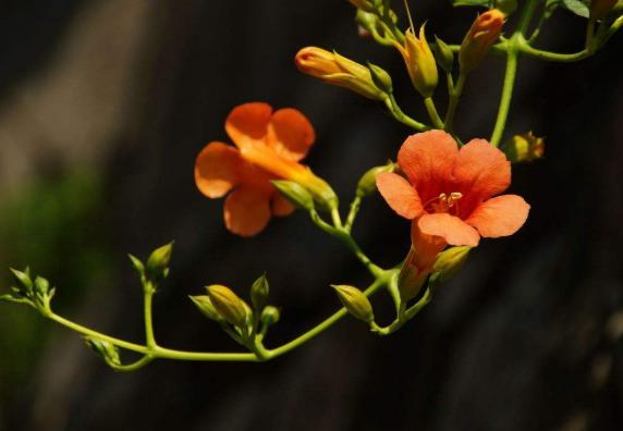 藤蔓疯长，养护“5年”却不开花？定是细节有“问题”，快学技巧