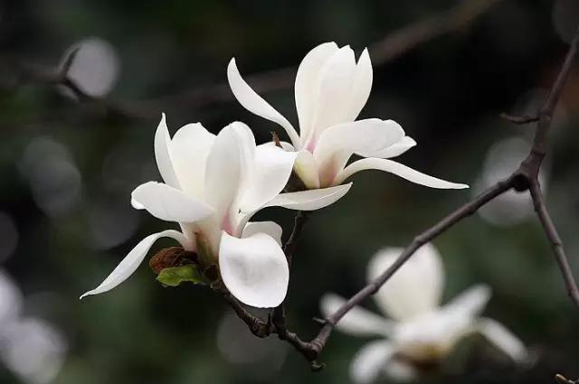 玉兰，绽放在早春时节，太美了！