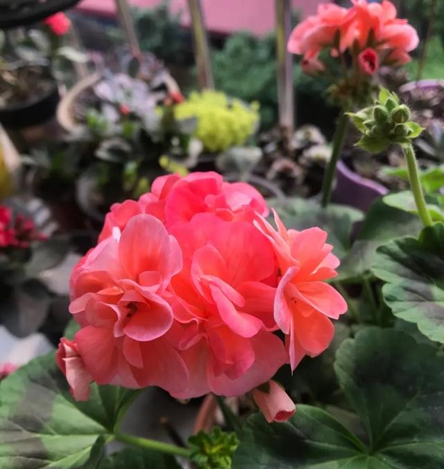 四月养天竺葵，牢记一个小技巧，枝繁叶茂，花朵连开一两个月