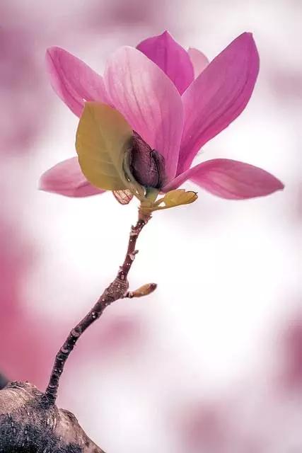 玉兰，绽放在早春时节，太美了！