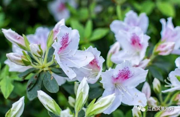 江西红了!最美人间四月天 又是踏春出游时 江西红了!最美人间四月天 又是踏春出游时