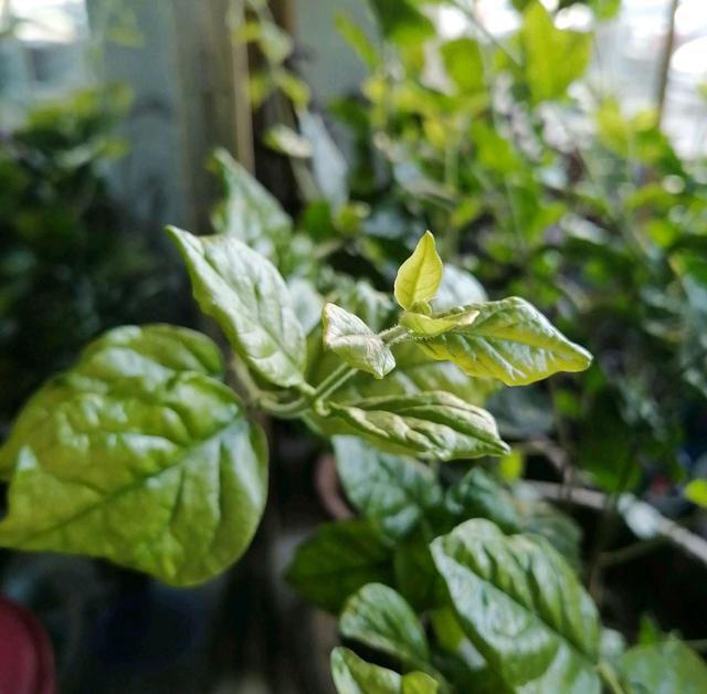 茉莉花满树花苞就是不开花？满足一要素，很快开花爆盆满屋飘香