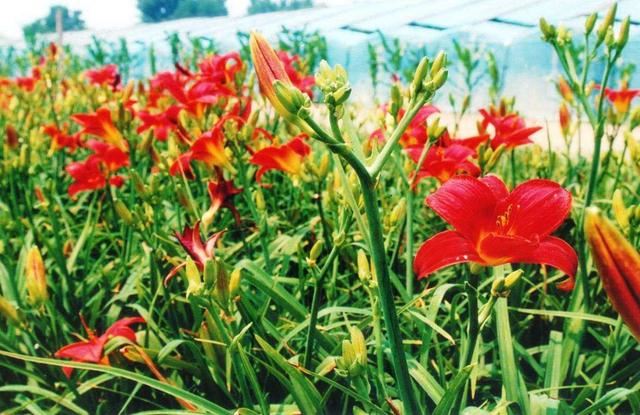 挺拔生长的萱草花,栽种应该注意一些什么?方法很重要 挺拔生长的萱草花,栽种应该注意一些什么?方法很重要