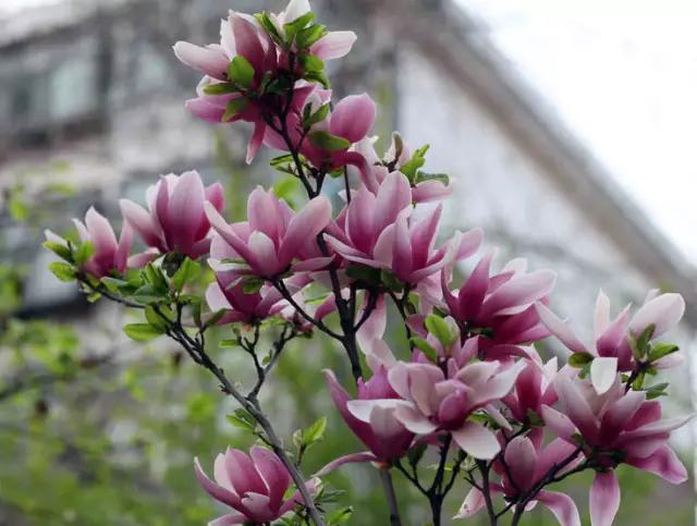 玉兰，绽放在早春时节，太美了！