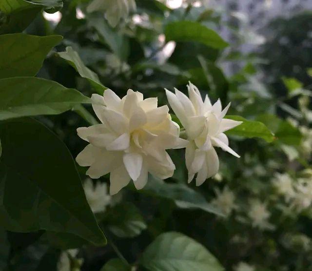 茉莉花满树花苞就是不开花？满足一要素，很快开花爆盆满屋飘香