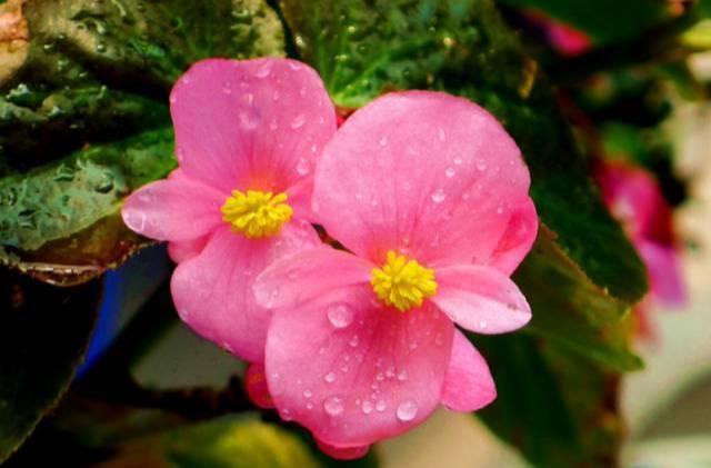 养花：四季海棠播种到开花，完整纪录，美极了！