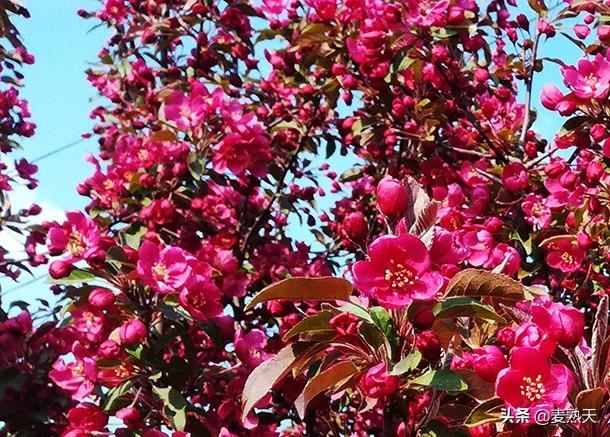 自在,随意,这样的海棠花,最好! 自在,随意,这样的海棠花,最好!