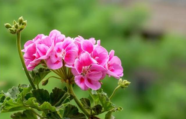 天竺葵才不是“一季花”，满足3个“养花爱好”，天竺葵开出花海