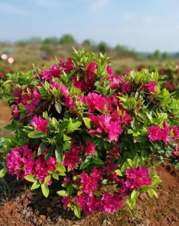 江西红了!最美人间四月天 又是踏春出游时 江西红了!最美人间四月天 又是踏春出游时