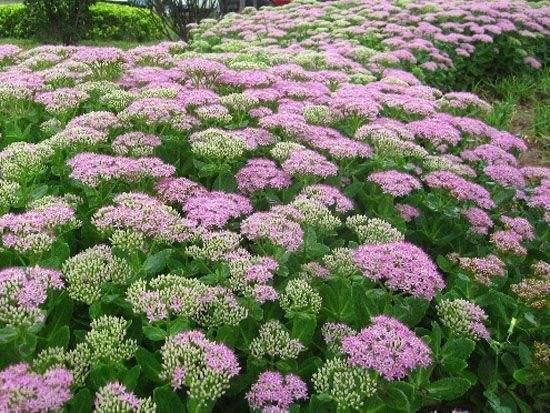 养花就要“好看、好养”，八宝景天就能满足，皮实开花朵朵大花球