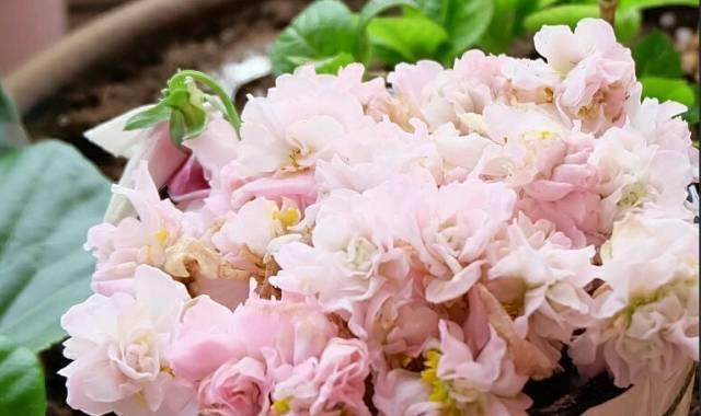 养花：四季海棠播种到开花，完整纪录，美极了！