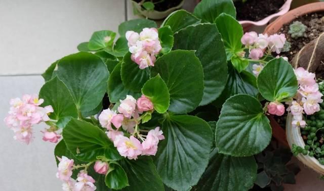 养花：四季海棠播种到开花，完整纪录，美极了！