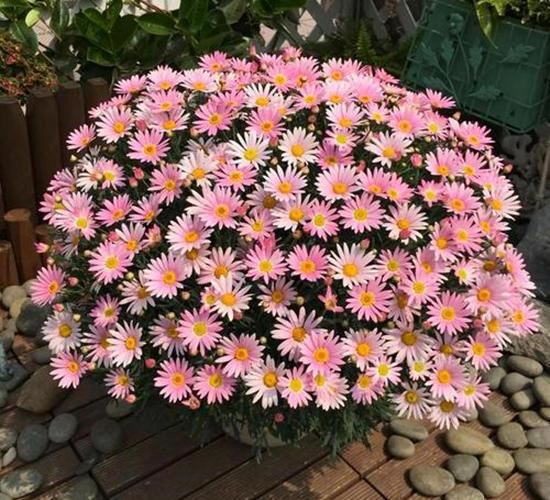 两种自带“花球”的小花，侧芽剪几刀，疯狂长新枝爆花苞