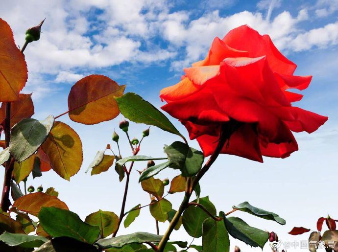 这么神仙的撞色!太美了 这么神仙的撞色!太美了