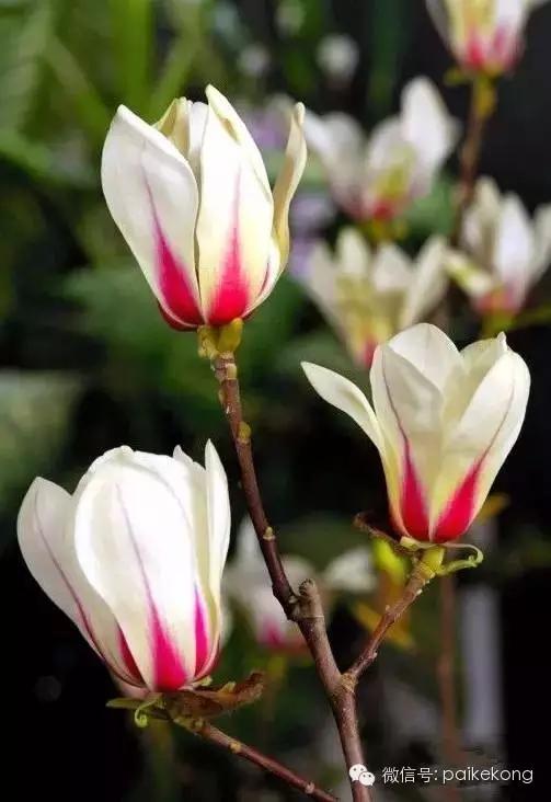玉兰，绽放在早春时节，太美了！