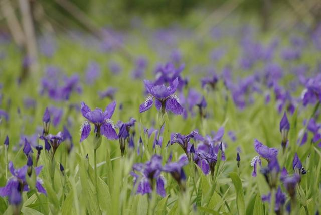 开花硕大的紫罗兰,想要开花爆盆很简单,试试这几步 开花硕大的紫罗兰,想要开花爆盆很简单,试试这几步