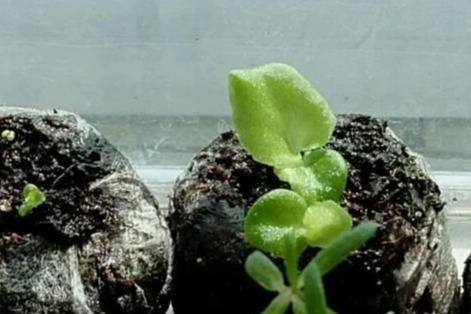 养花：四季海棠播种到开花，完整纪录，美极了！