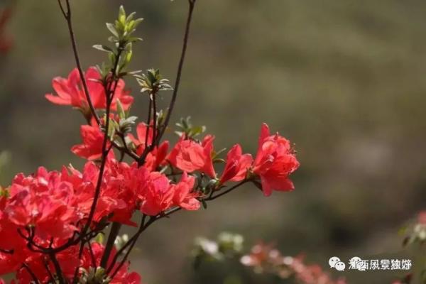 江西红了!最美人间四月天 又是踏春出游时 江西红了!最美人间四月天 又是踏春出游时