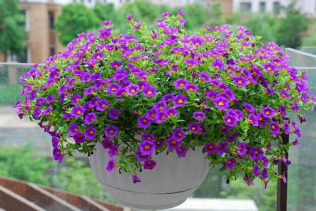 两种自带“花球”的小花，侧芽剪几刀，疯狂长新枝爆花苞