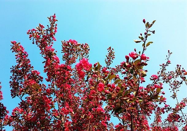 自在,随意,这样的海棠花,最好! 自在,随意,这样的海棠花,最好!