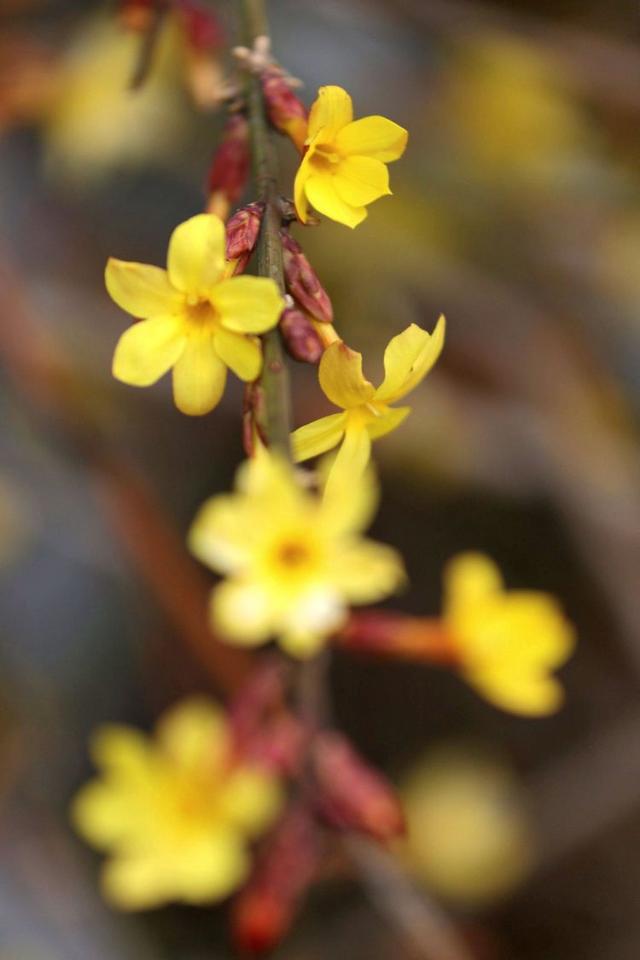 走近春天的脚步,一起来感受镜头下的美 走近春天的脚步,一起来感受镜头下的美