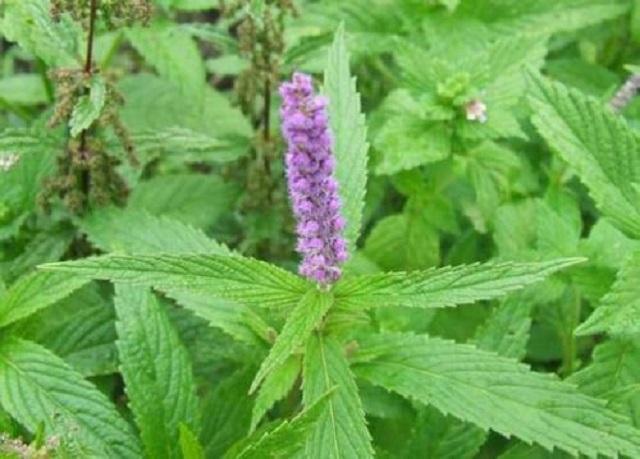 此草乡下很常见,农民常用它喂猪养鸭,但其实它是名贵中草药 此草乡下很常见,农民常用它喂猪养鸭,但其实它是名贵中草药