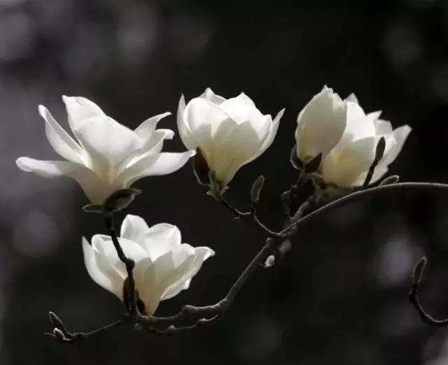 玉兰，绽放在早春时节，太美了！