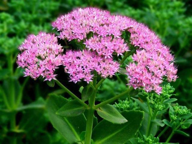 养花就要“好看、好养”，八宝景天就能满足，皮实开花朵朵大花球