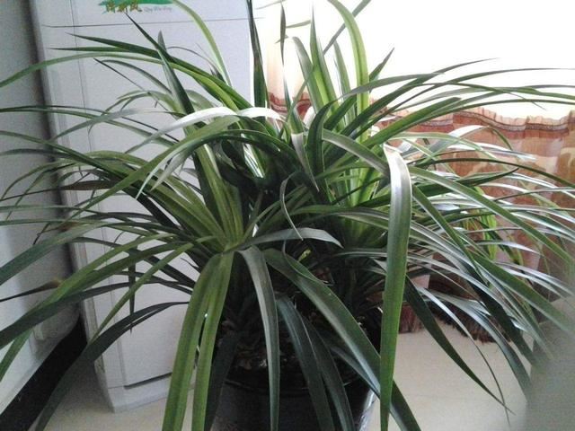 挺拔生长的萱草花,栽种应该注意一些什么?方法很重要 挺拔生长的萱草花,栽种应该注意一些什么?方法很重要