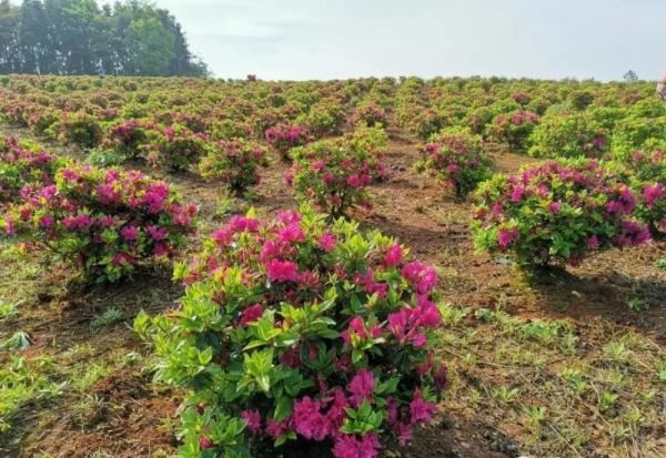 江西红了!最美人间四月天 又是踏春出游时 江西红了!最美人间四月天 又是踏春出游时