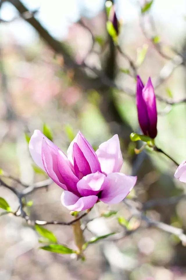 玉兰，绽放在早春时节，太美了！