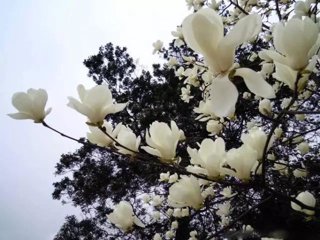 玉兰，绽放在早春时节，太美了！