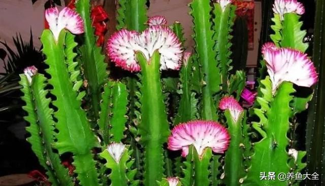 龙骨花怎么养?做到这7条,龙骨蹭蹭往上长 龙骨花怎么养?做到这7条,龙骨蹭蹭往上长