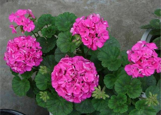 天竺葵才不是“一季花”，满足3个“养花爱好”，天竺葵开出花海