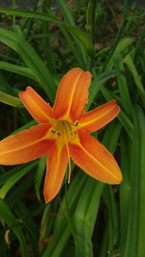 挺拔生长的萱草花,栽种应该注意一些什么?方法很重要 挺拔生长的萱草花,栽种应该注意一些什么?方法很重要