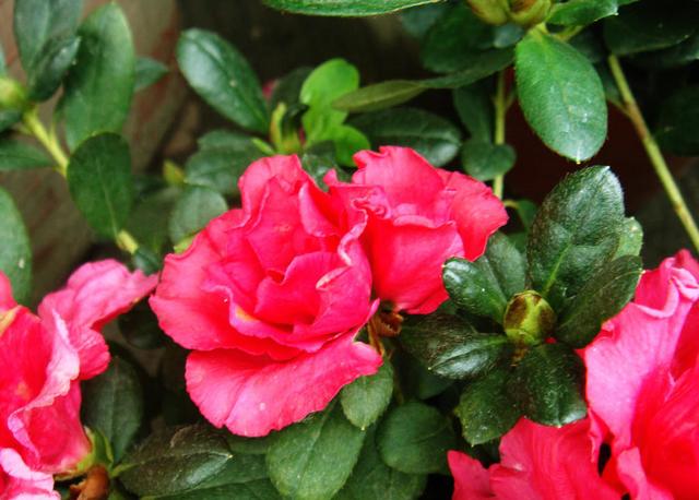 杜鹃花喜欢酸性土壤,花朵很鲜艳,家养该注意什么? 杜鹃花喜欢酸性土壤,花朵很鲜艳,家养该注意什么?