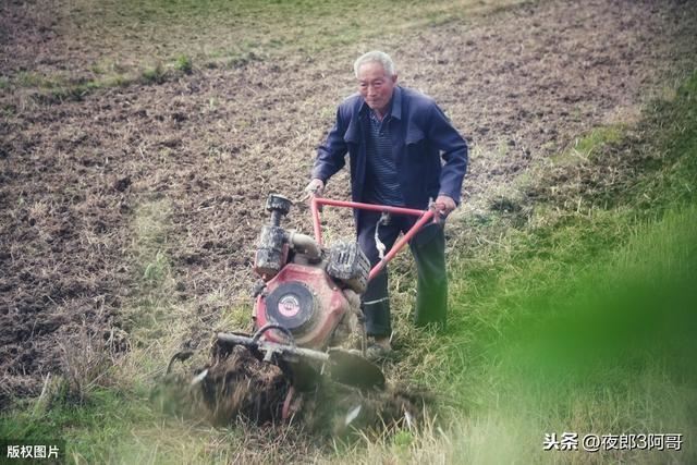 松树上很值钱的3样东西，农民不知道，每年都烂在山里