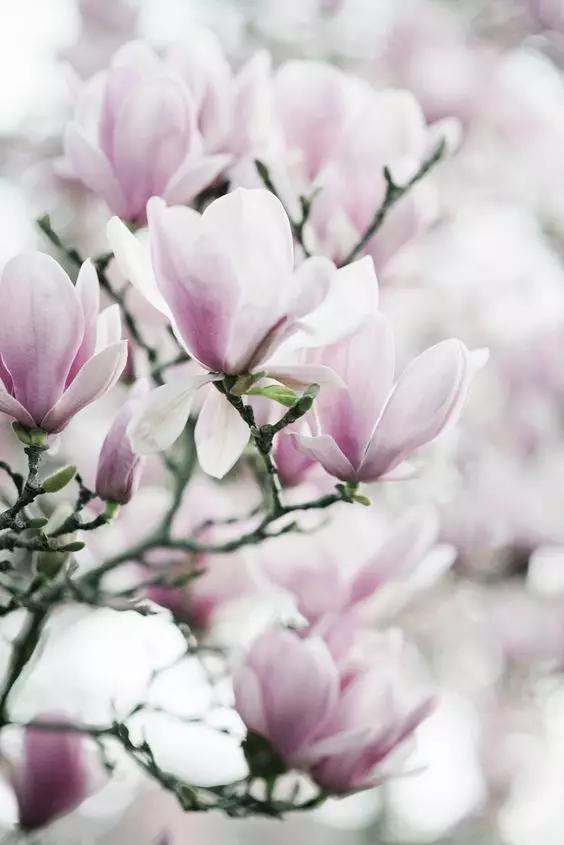 玉兰，绽放在早春时节，太美了！