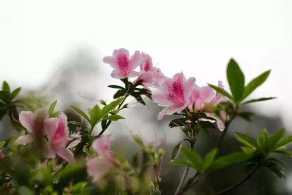 江西红了!最美人间四月天 又是踏春出游时 江西红了!最美人间四月天 又是踏春出游时