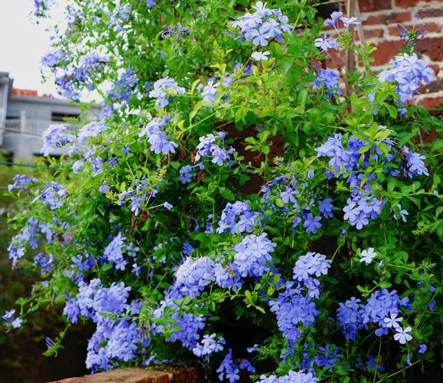 爱花有哪理由不养蓝雪花，不长虫，耐折腾，一年开花九个月