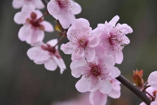 放轻松，“森”呼吸！共青森林公园内万紫千红斗芳菲，请你在线坠入奇幻“绿野”梦，感受杨浦清新