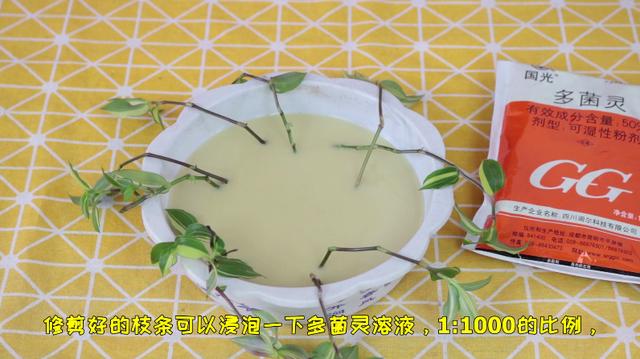 扦插高颜值的吊竹梅，掌握几个扦插细节，一周就能生根