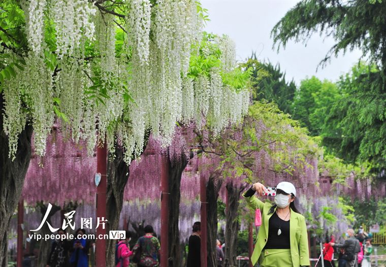 上海：嘉定紫藤园进入最佳观赏期